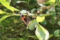 Vanessa atalanta