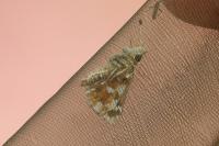 Spialia sertorius