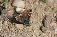 Spialia sertorius