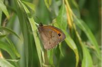 Maniola jurtina