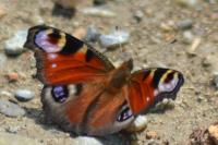 Aglais io