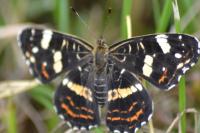 Araschnia levana