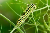 Papilio machaon