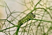 Papilio machaon