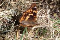Apatura ilia