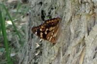 Apatura ilia