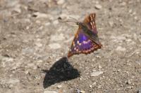 Apatura ilia
