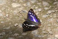 Apatura iris