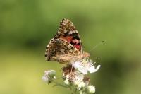 Vanessa cardui