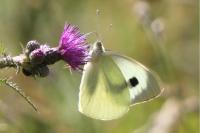 Pieris brassicae
