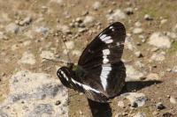 Limenitis camilla