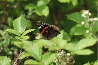 Vanessa atalanta
