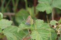 Polyommatus icarus