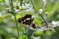 Araschnia levana