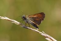 Thymelicus acteon