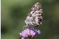Melanargia galathea