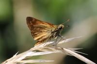 Ochlodes sylvanus