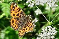 Araschnia levana