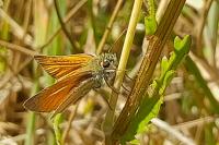 Thymelicus sylvestris