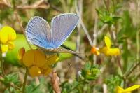Polyommatus icarus