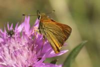 Ochlodes sylvanus