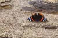 Vanessa atalanta