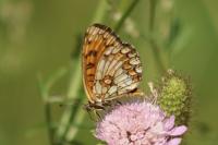 Melitaea celadussa