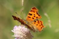 Polygonia c-album