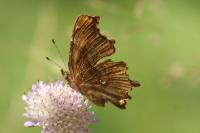 Polygonia c-album