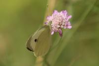 Pieris brassicae