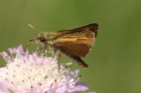 Thymelicus acteon