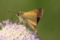 Thymelicus acteon