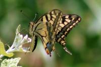 Papilio machaon