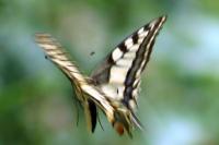 Papilio machaon