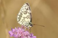 Melanargia galathea