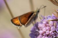 Thymelicus lineola