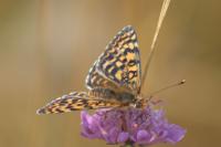 Melitaea didyma