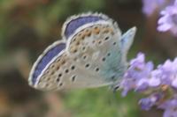 Polyommatus escheri