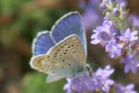 Polyommatus escheri