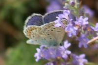 Polyommatus escheri