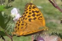Argynnis paphia