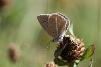 Polyommatus damon