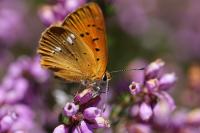 Lycaena virgaureae