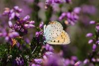 Lycaena alciphron