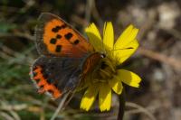 Lycaena phlaeas