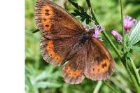 Erebia ligea