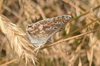Aricia agestis