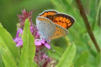 Lycaena dispar