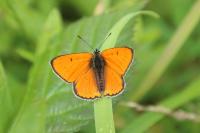 Lycaena dispar