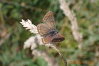 Aricia agestis